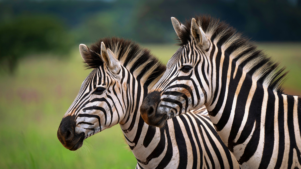 Bei Topstyle sind die neuen Mode-Kollektionen Frühjahr Sommer 2026 eingetroffen. In unseren Onlineshops und in unserem Ladengeschäft führen wir die neue OSKA Kollektion, Mode von Annette Görtz, Hindahl & Skudelny, Elli und viele weiteren Designermarken. Wir führen auch exklusive Designermode in grossen Grössen für Frauen mit Format. Von uns geführte Marken sind ABSOLUT, ELEMENTE CLEMENTE, ELLI, GIX, KARIN GLASMACHER, ANNETTE GÖRTZ, GUDRUN GRENZ, HINDAHL SKUDELNY, KATHARINA HOVMAN, KEDZIOREK, KNIT KNIT, LAURIE, OSKA, PETER O MAHLER, RAFFAUF, THANHMINH, VETONO, YELLOW LABEL.